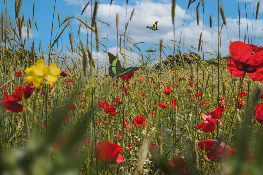 spring-scene-with-flowers-butterfly