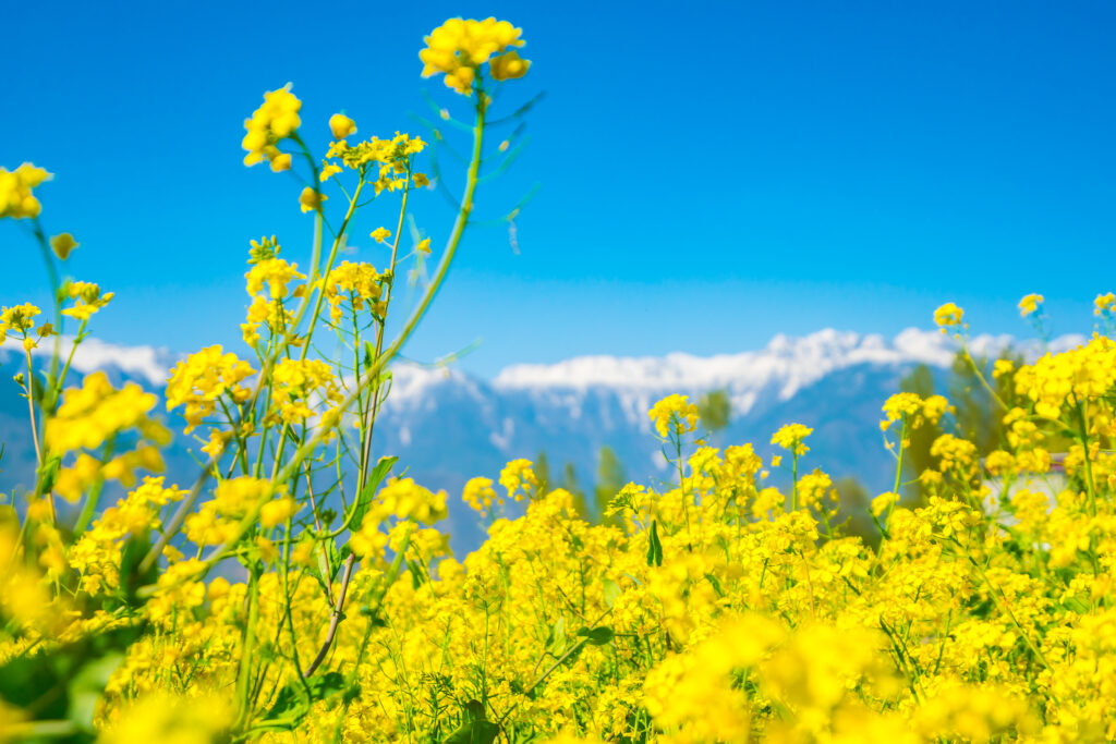 Mustard field with Beautiful  snow covered mountains landscape K